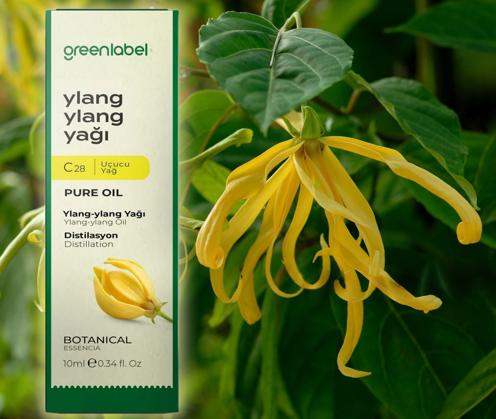 Ylang-ylang Oil 10 ml. - Image 2